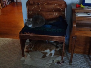 Cat Bench